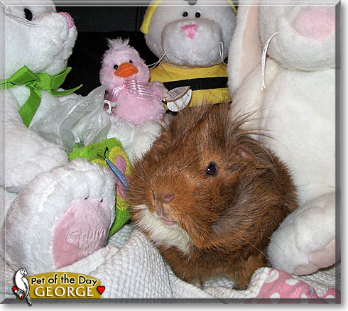 George, the Pet of the Day George, the Pet of the Day