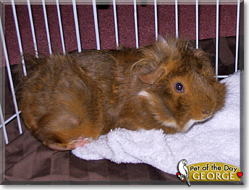 George, the Pet of the Day George, the Pet of the Day