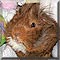 Pet of the Day