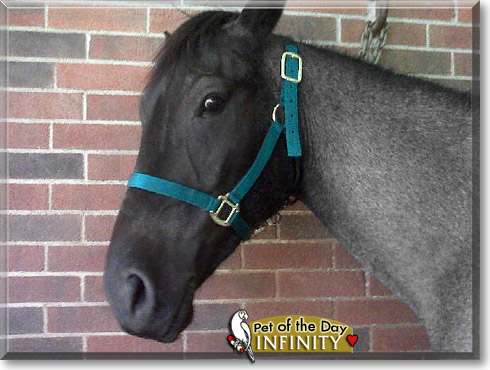Infinity, the Pet of the Day Infinity, the Pet of the Day