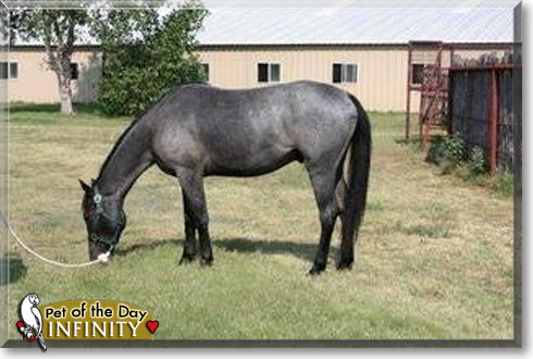 Infinity, the Pet of the Day Infinity, the Pet of the Day