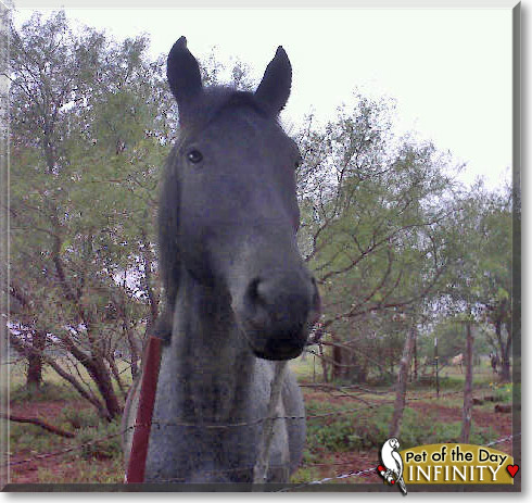 Infinity, the Pet of the Day Infinity, the Pet of the Day