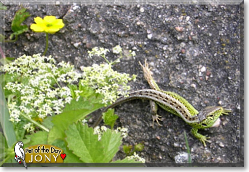 Jony, the Pet of the Day