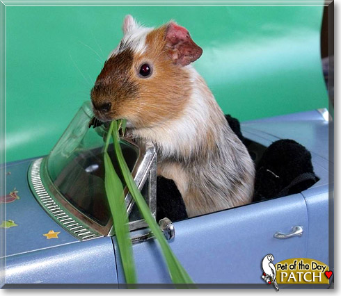 Patch, the Pet of the Day