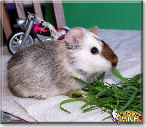 Patch, the Pet of the Day
