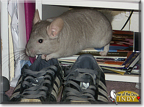 Indy, the Pet of the Day Indy, the Pet of the Day