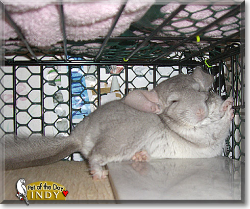 Indy, the Pet of the Day Indy, the Pet of the Day