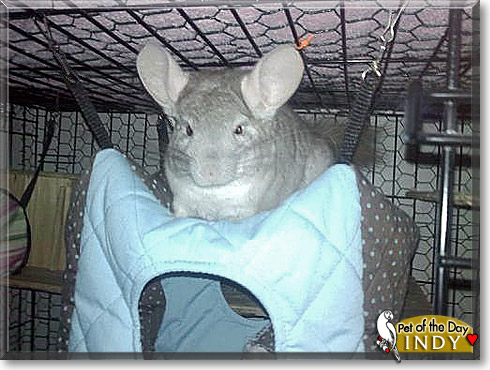 Indy, the Pet of the Day Indy, the Pet of the Day