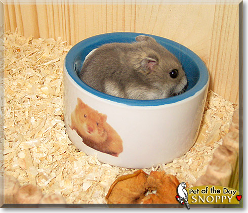 Snoppy, the Pet of the Day Snoppy, the Pet of the Day