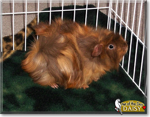 Daisy, the Pet of the Day Daisy, the Pet of the Day