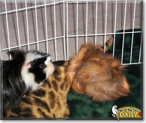 Daisy, the Pet of the Day