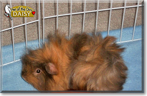 Daisy, the Pet of the Day