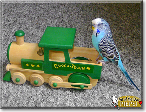 Piepsi, the Pet of the Day Piepsi, the Pet of the Day