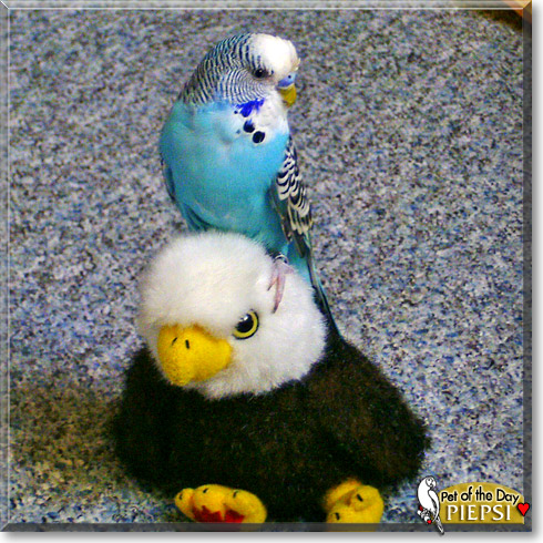 Piepsi, the Pet of the Day