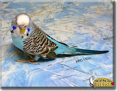 Piepsi, the Pet of the Day