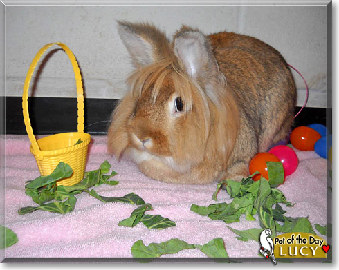 Lucy, the Pet of the Day Lucy, the Pet of the Day
