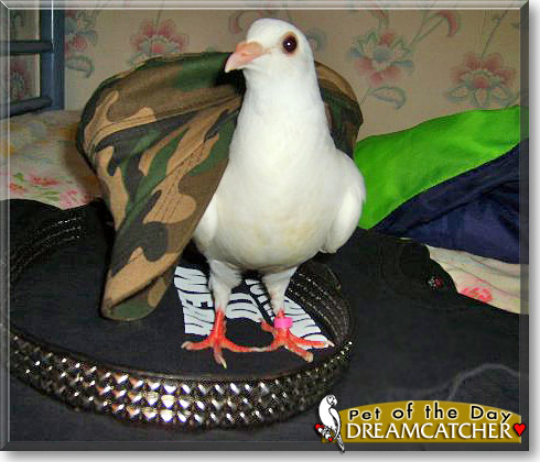 Dreamcatcher, the Pet of the Day Dreamcatcher, the Pet of the Day