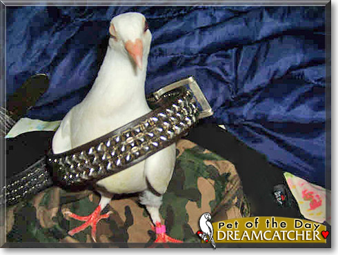 Dreamcatcher, the Pet of the Day Dreamcatcher, the Pet of the Day