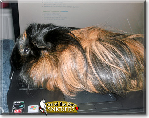 Snickers, the Pet of the Day