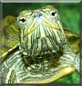 Squirt the Red Eared Slider