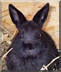 Sternchen the Dwarf Rabbit