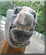 Roxy the Haflinger