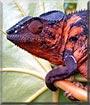 Lilli Nagini the Chameleon