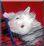 Sonay the Syrian Hamster