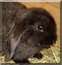Pebbles the Mini Lop Rabbit