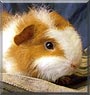 Bob the Swiss Guinea Pig