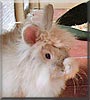 Schnuffi the Rabbit