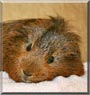 Mikey the Guinea Pig