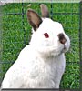 Boncuk the Dwarf Rabbit