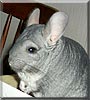 Trixie the Chinchilla