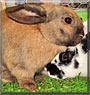 Puschel the Rabbit