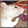 Spice the Fancy Rat