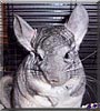 Gizmo the Chinchilla