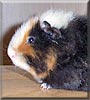 Arthur the Teddy, Rex Guinea Pig