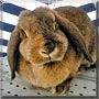 Schnuffi the Lop Rabbit