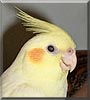 Jaffa the Lutino cockatiel