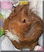 George the Abyssinian Guinea Pig