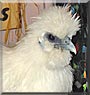 Lady Popcorn the Silkie Chicken