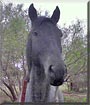 Infinity the Quarter Horse