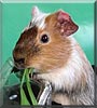 Patch the Guinea Pig