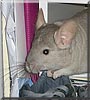 Indy the Chinchilla