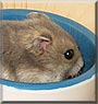 Snoppy the Dwarf hamster