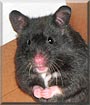 Sparky the Black Bear hamster