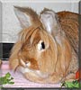 Lucy the Lionhead Rabbit