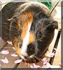 Rosie the Smooth Guinea Pig