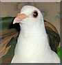 Dreamcatcher the Homing Pigeon